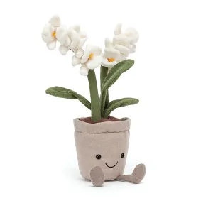 A2ORC Amuseable Cream Orchid