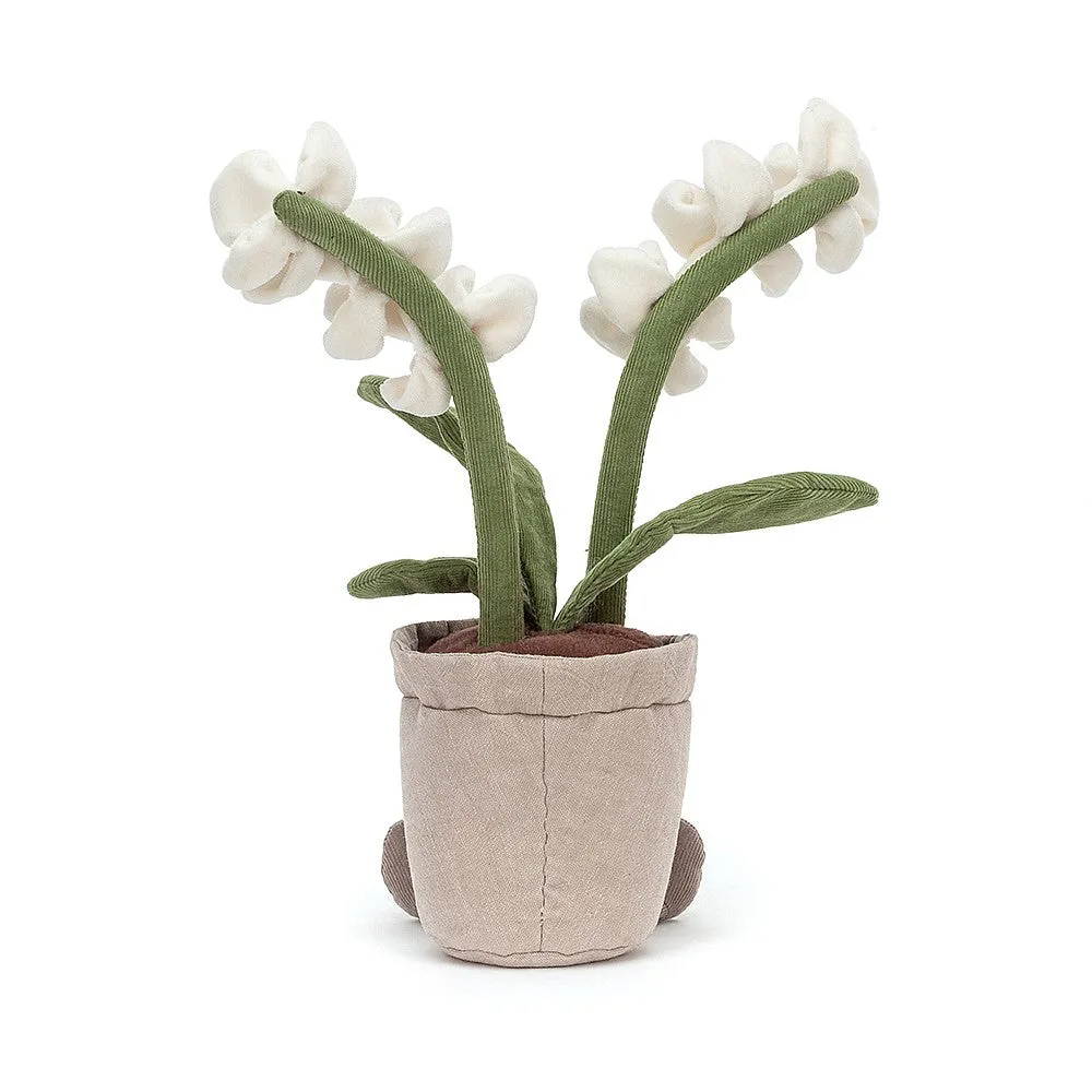 A2ORC Amuseable Cream Orchid